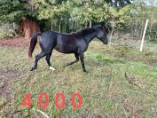 Jument noire débourrée 4 ans 1m60 sport et loisirs 