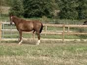 Demi-pension cheval de 8 ans 