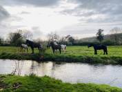 Pension chevaux retraite - Domaine D’’Agartha - 27190 LA BONNEVILLE SUR ITON