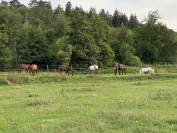 Pension chevaux retraite - Domaine D’’Agartha - 27190 LA BONNEVILLE SUR ITON