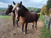 Selle français X comtois 