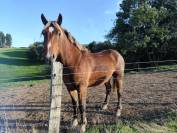 Selle français X comtois 