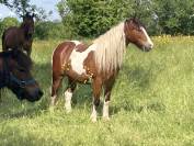 Ponette B 4 ans pleine