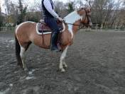 Jument Paint horse × Haflinger