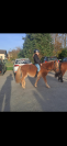 Poney 3 ans 