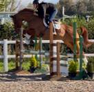 Dee - Hanovrienne enregistrée Showstopper