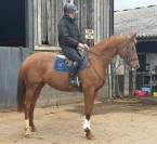 Dee - Hanovrienne enregistrée Showstopper