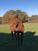 À DONNER – Jument - Contre Très Bon