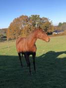 À DONNER – Jument - Contre Très Bon