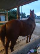 Vendo Angloarabosardo