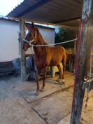 Vendo Angloarabosardo