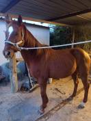 Vendo Angloarabosardo