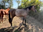 Hongre selle français de 2 ans 