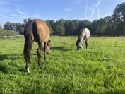 Maison dans la fôret proche océan 4 a 6 cavaliers