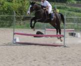 Cheval hongre de sport/loisir