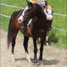 Cheval hongre de sport/loisir