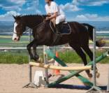 Cheval hongre de sport/loisir