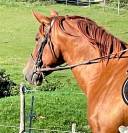 Jument PRE de sport/loisir