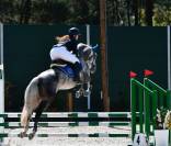 Lusitanien polyvalent, 9 ans