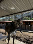 Lusitanien polyvalent, 9 ans