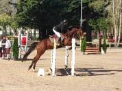 Hongre AA 5 ans - vu en concours r&eacute;cemment 