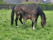 Jument à remettre en route après 2 poulains