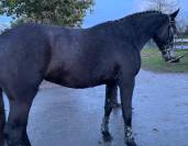 Jument 4 ans SF 2021 Candy de Nantuel x Quick Star