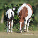 FOAL MÂLE PIE BAI 2025