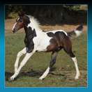 FOAL MÂLE PIE BAI 2025