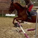 Jolie Star Blonde - Jument de 6 ans