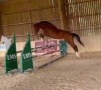 Jument SF Nina Vehem