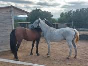  Engreido - Hongre PRE de 8 ans 