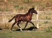 Pouliche lusitanien noire 8 mois 