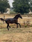 Pouliche lusitanien noire 8 mois 