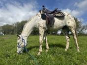 Appaloosa hongre 3 ans pp 