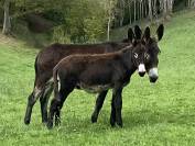 À vendre Ânon des Pyrénées 