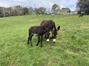 À vendre Ânon des Pyrénées 