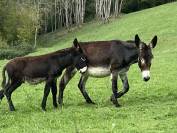 À vendre Ânon des Pyrénées 