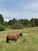 Jument OC de 4 ans à vendre 