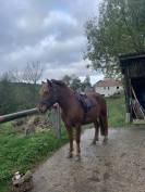Jument OC de 4 ans à vendre 