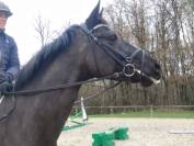 Jolie Hanovrienne 5 ans