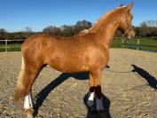 Entire PRE Pure Spanish Bred For sale 2023 Palomino