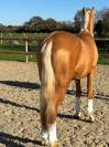 Entire PRE Pure Spanish Bred For sale 2023 Palomino