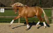 Entire PRE Pure Spanish Bred For sale 2023 Palomino
