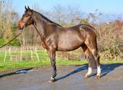 Gelding Zangersheide For sale 2021 Bay