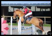Poney de sport 