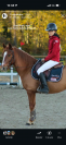 Poney de sport 