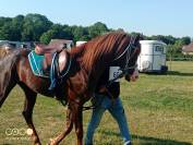 Avalon in shepes, entier AR 11ans