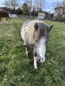 Lot de deux poneys 