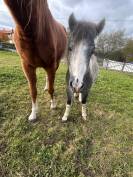 Lot de deux poneys 